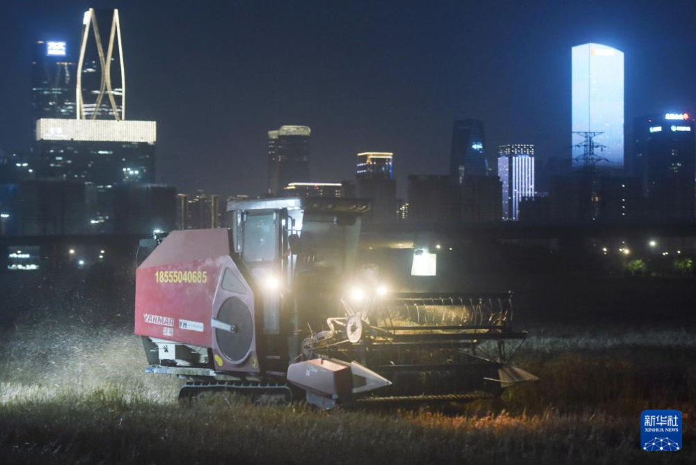 5月28日晚，农机手驾驶收割机在杭州市萧山区的一片麦田收获小麦。新华社发（龙巍摄）