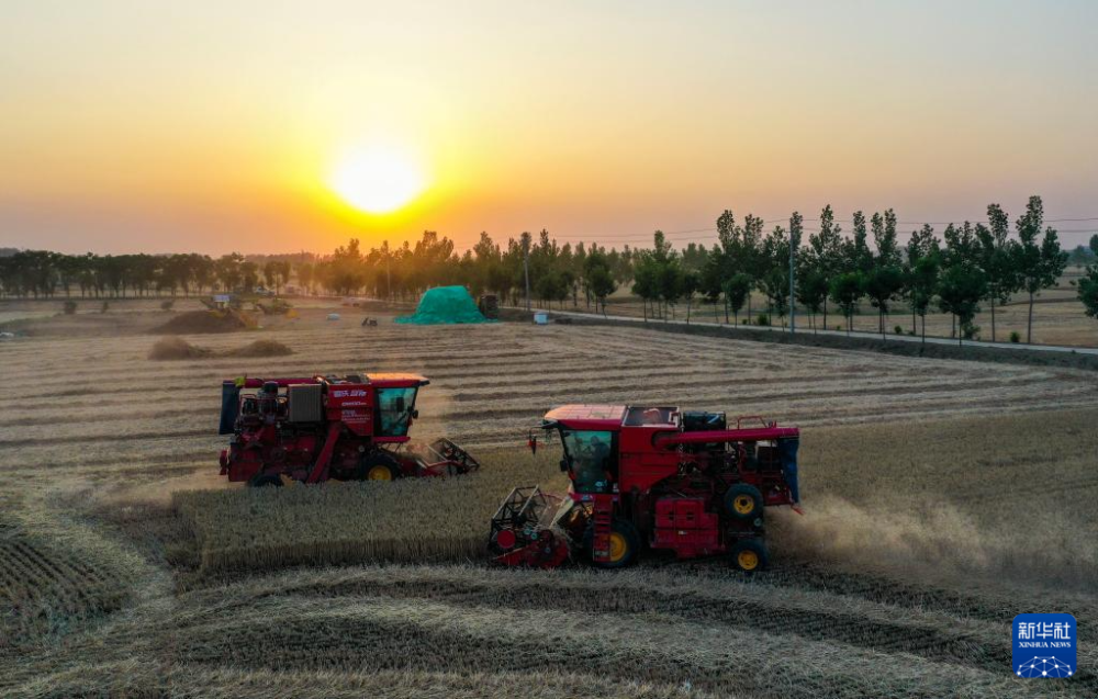 5月27日，收割机在河南省驻马店市正阳县兰青乡杨楼村的麦田里收获小麦（无人机照片）。新华社发（高万宝摄）