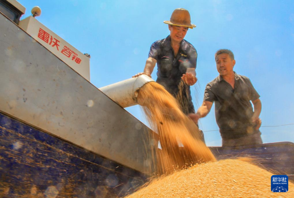 5月28日，在河南省商丘市夏邑县会亭镇郭吕庄村，村民在田间收获小麦。新华社发（王高超摄）