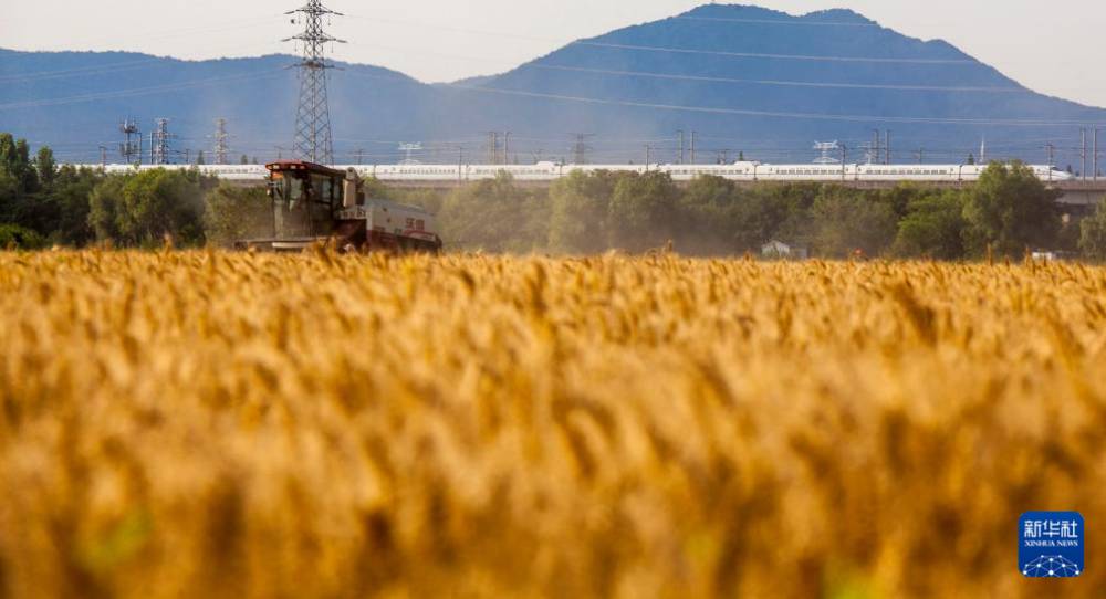 5月28日，收割机在江苏省南京市浦口区桥林街道的麦田里收获小麦。新华社发（孙忠南摄）