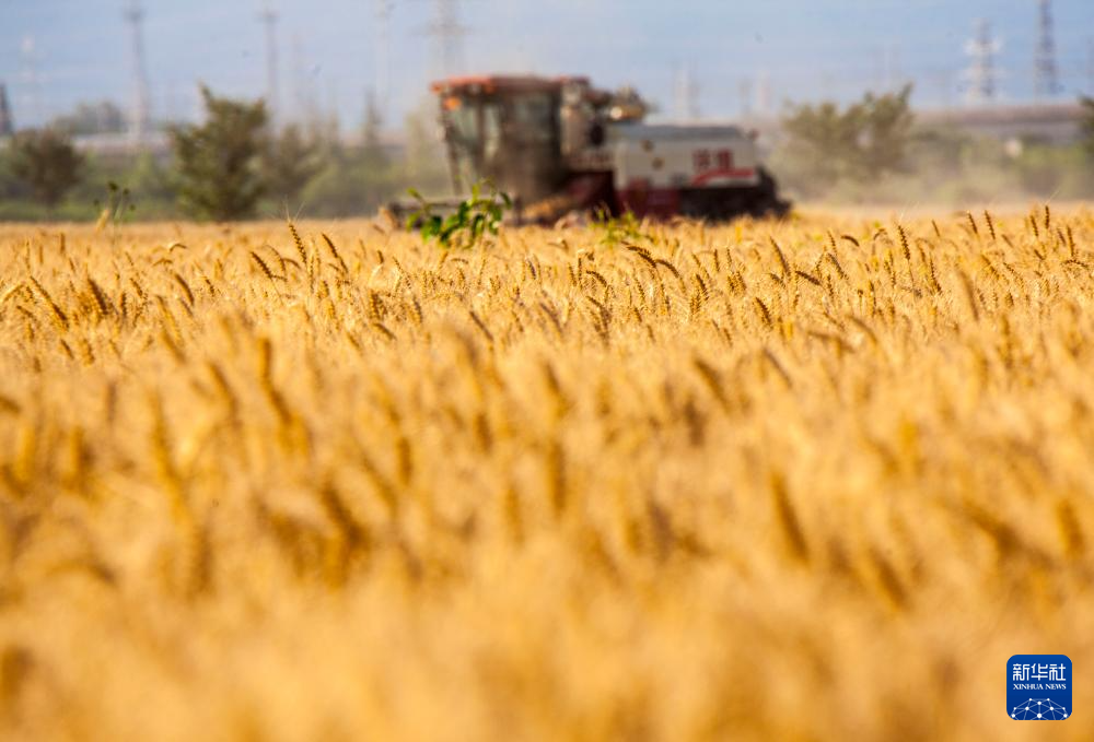 5月28日，收割机在江苏省南京市浦口区桥林街道的麦田里收获小麦。新华社发（孙忠南摄）