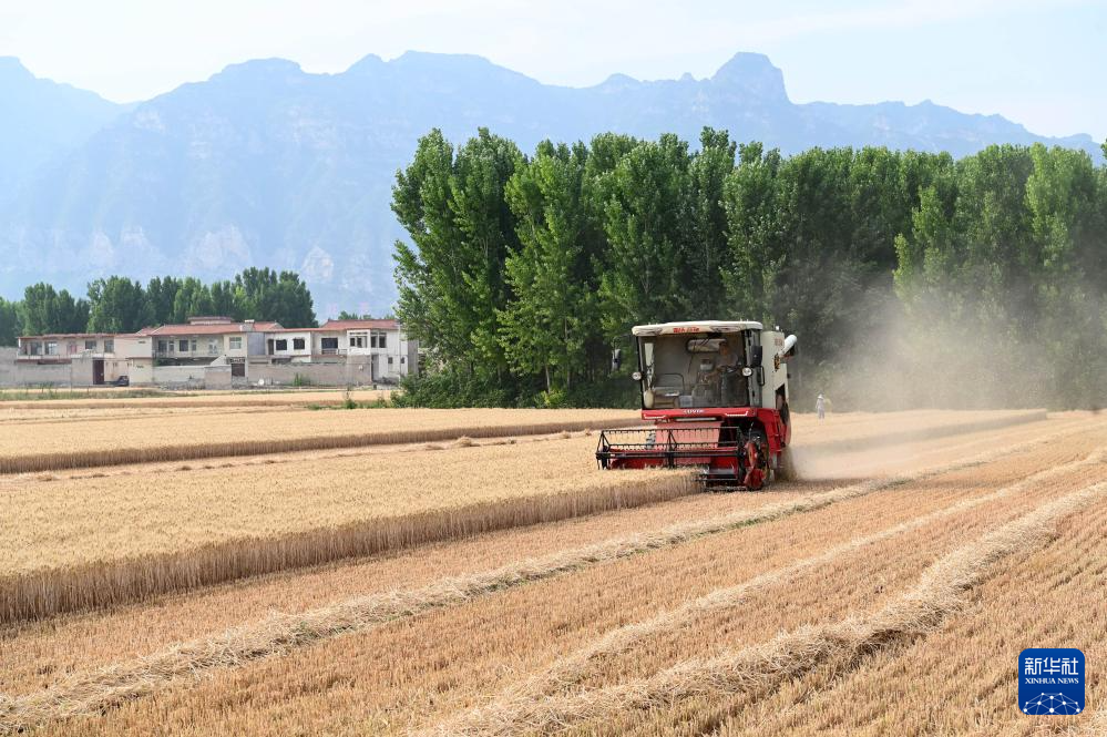 5月28日，收割机在河南省沁阳市西向镇的麦田里收获小麦。新华社发（杨帆摄）