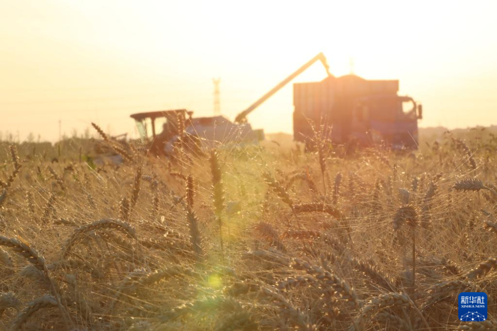 5月28日傍晚，在浙江省嘉兴市南湖区凤桥镇永红村，农机手驾驶收割机收获小麦。新华社发（金鹏摄）