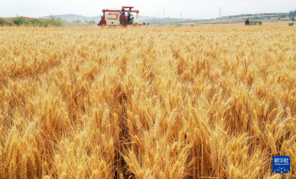 5月27日，收割机在河南省洛阳市新安县铁门镇的麦田里收获小麦（无人机照片）。新华社发（张怡熙摄）