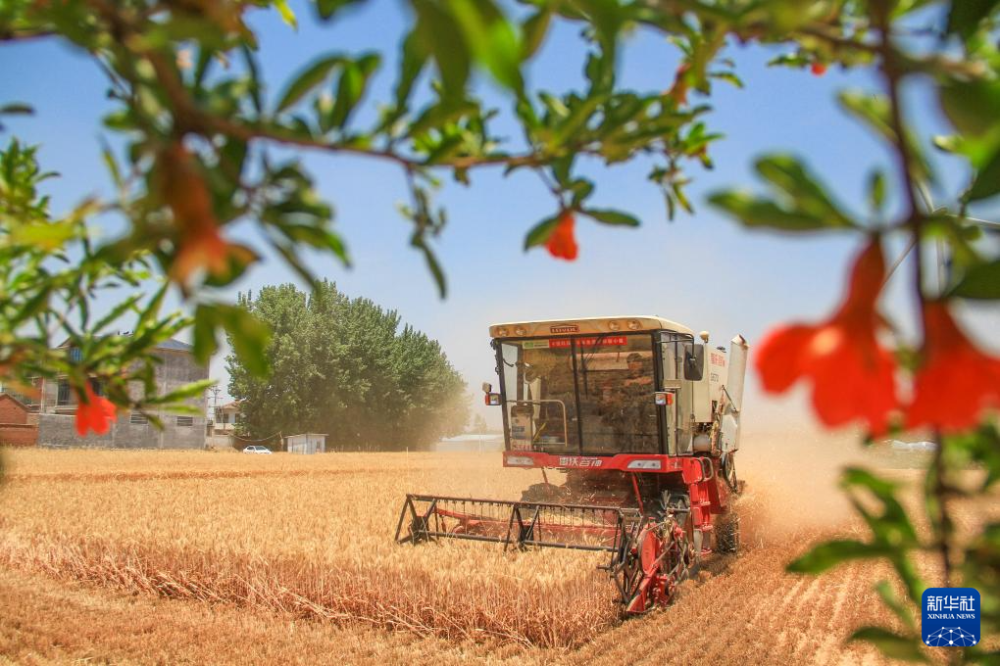 5月28日，收割机在河南省商丘市夏邑县会亭镇郭吕庄村田间收获小麦。新华社发（王高超摄）