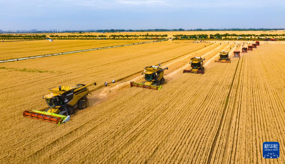 5月29日，在河南省驻马店市西平县老王坡高标准农田，当地种粮大户联合农机合作社举行小麦开镰收割仪式。这是机收编队在收获小麦。新华社发（赵永涛摄）