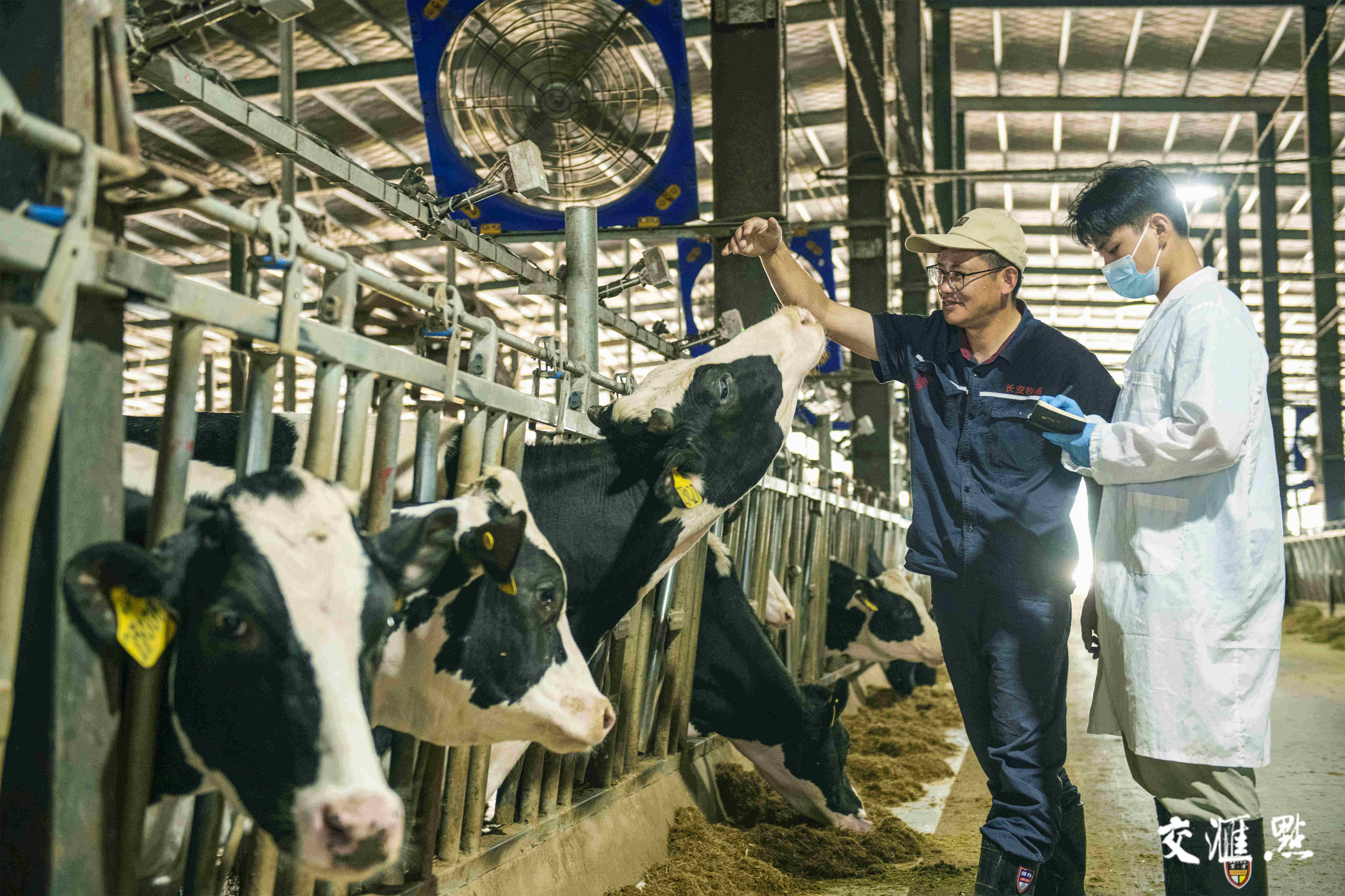 5月28日,宿迁市宿城区中扬镇江苏长盛牧业有限公司奶牛养殖场内,农科