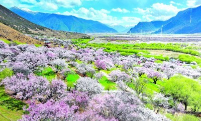 “香了岁月,香了家乡” “香了岁月,香了家乡”