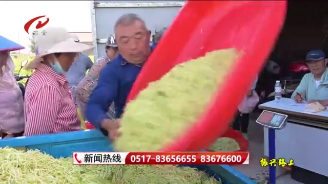 金银花田摘“金银” 乡村盛开“致富花”