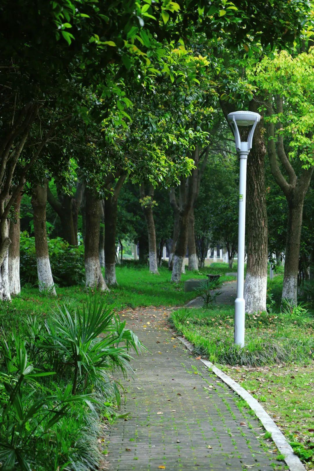 夏日,在南京滨江公园邂逅百变绿荫大道