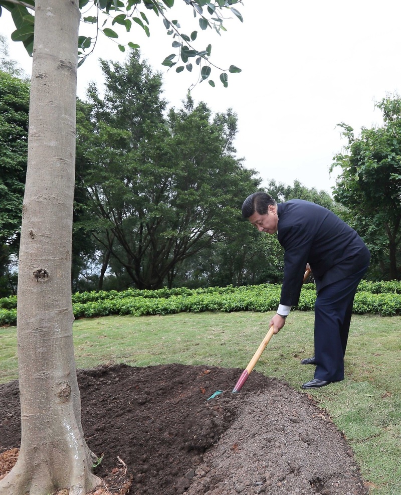 2012年12月8日,习近平在深圳莲花山公园种下一棵高山榕树。