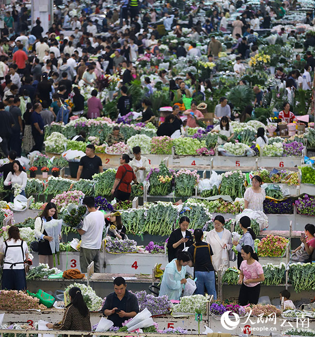 昆明斗南花卉市场内人潮涌动,前来选购鲜花的市民和游客络绎不绝
