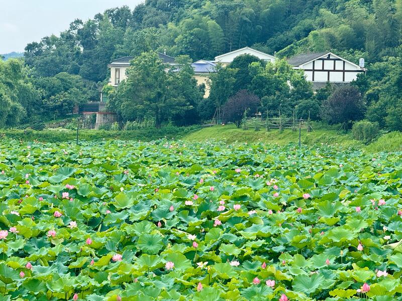 在湖南省益阳市清溪村,满池荷花竞相绽放。人民网记者 刘微摄