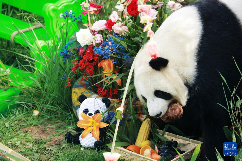 进入夏天，在位于青海省西宁市的西宁熊猫馆，饲养员为馆内的4只大熊猫准备了西瓜、胡萝卜、苹果等食材，丰富食物内容，调整大熊猫的饮食结构。
新华社记者 杜笑微 摄