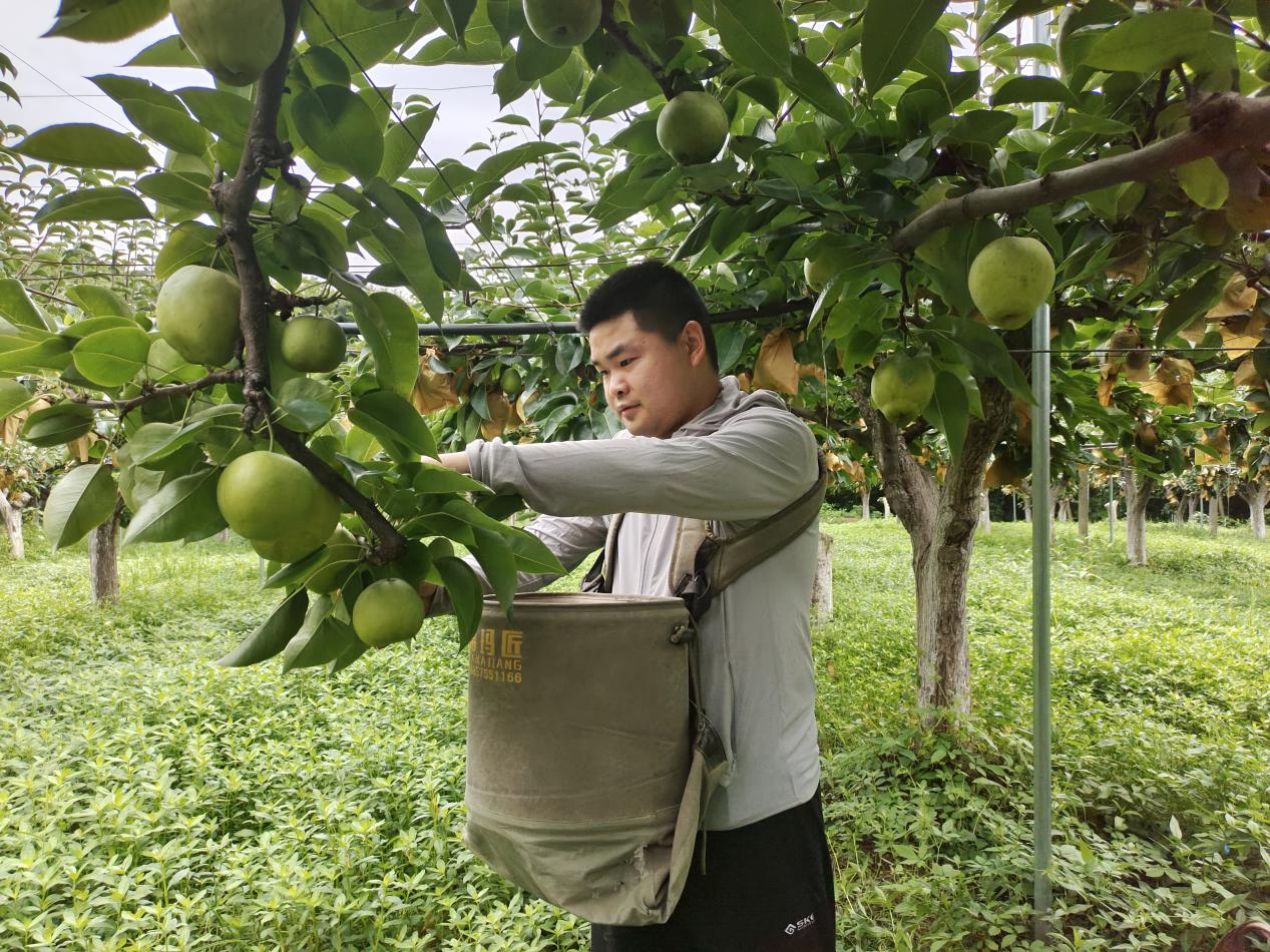 公司栽种的砂梨大都采用单层棚架式栽培技术,就是将矮化的梨树枝条都