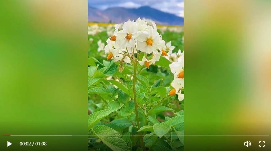 南木林县艾玛土豆图片