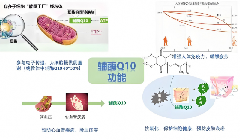 揭开辅酶q10的神秘面纱:你需要知道的一切