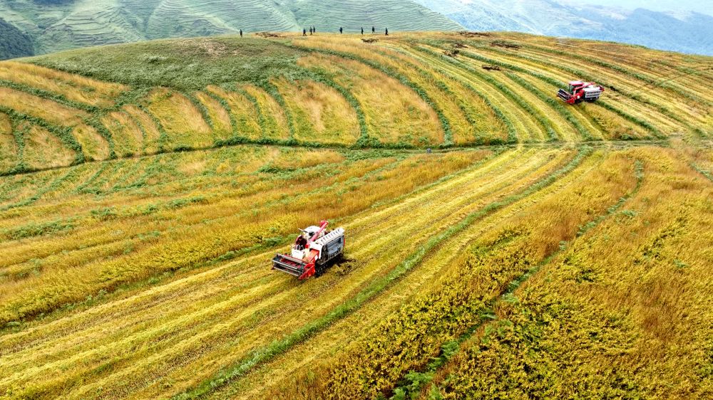 8月15日，四川省凉山彝族自治州昭觉县比尔镇以火波主村村民在收割荞麦。新华社发（胡仲平摄）