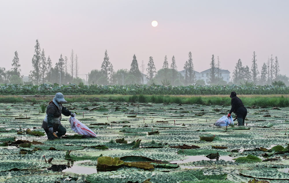 8月16日，农民在江苏省太仓市双凤镇勤力村采收芡实（无人机照片）。新华社发（计海新摄）

