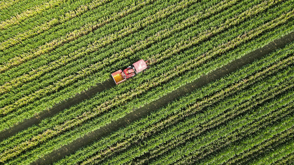 8月16日，在山东省东营市广饶县李鹊镇粮食高产攻关示范区，联合收割机在收割春玉米（无人机照片）。新华社发（刘云杰摄）

