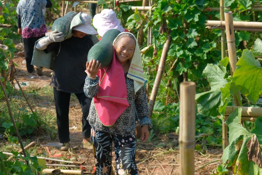8月16日，四川省内江市东兴区平坦镇晒鱼村村民在采收冬瓜。新华社发（黄正华摄）

