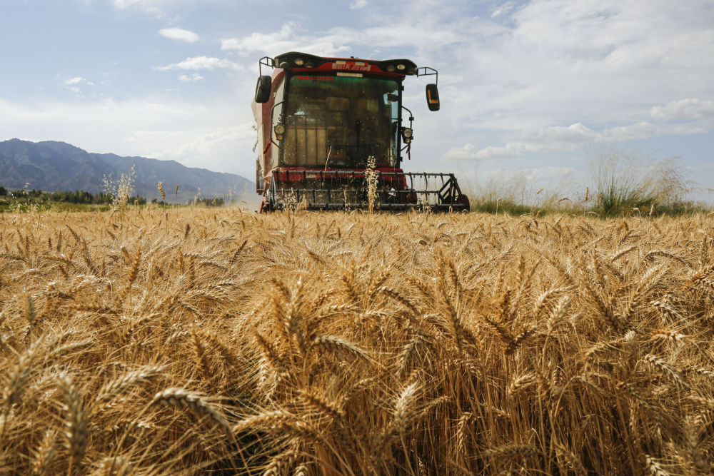 8月16日，收割机在甘肃省张掖市甘州区安阳乡苗家堡村麦田收割小麦。新华社发（陈礼摄）