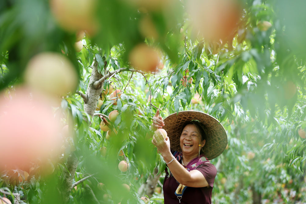 8月16日，山东省临沂市郯城县郯城街道港口村村民在采摘秋桃。新华社发（张春雷摄）