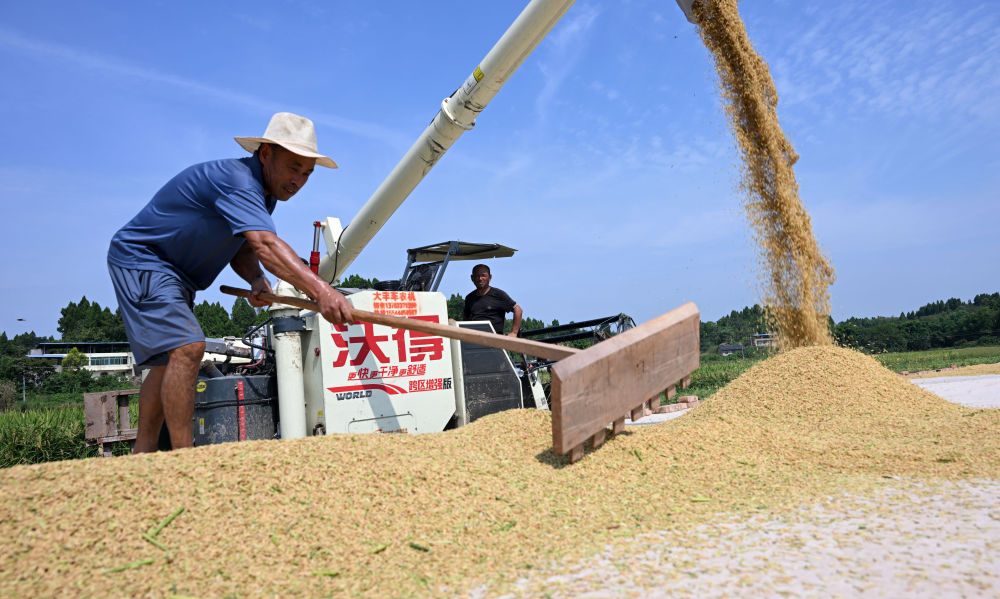 8月16日，四川省内江市东兴区平坦镇水梨村，农民在晾晒水稻。新华社发（李建明摄）

