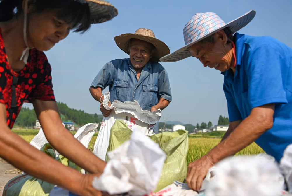 8月16日，在四川省南充市蓬安县杨家镇杨场社区，村民将收获的稻谷装袋。新华社发（刘永红摄）