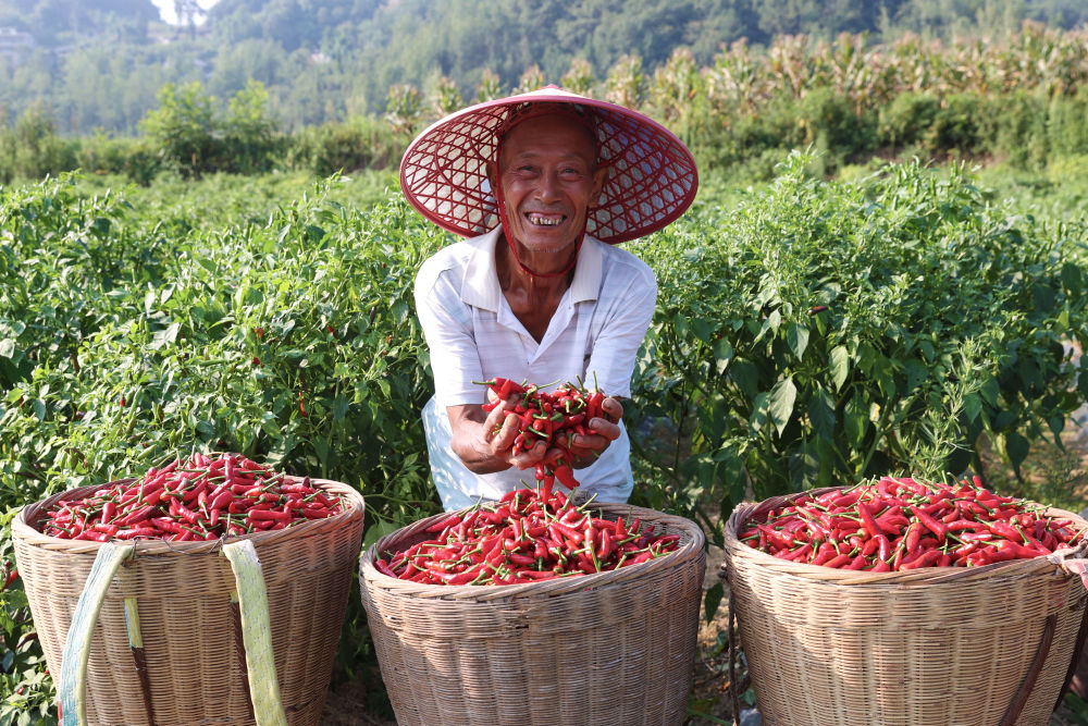 8月16日，村民在重庆市黔江区水田乡石郎村辣椒种植基地展示采摘的辣椒。新华社发（杨敏摄）