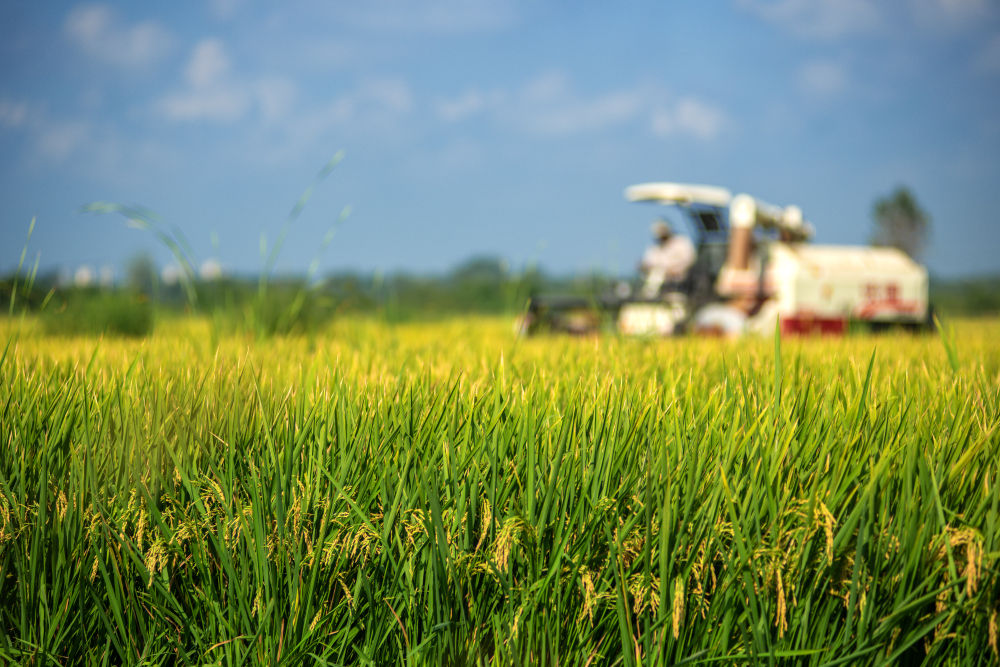 8月16日，安徽省滁州市来安县大英镇耘泰农场的头茬再生稻开镰收割。新华社发（吕华摄）