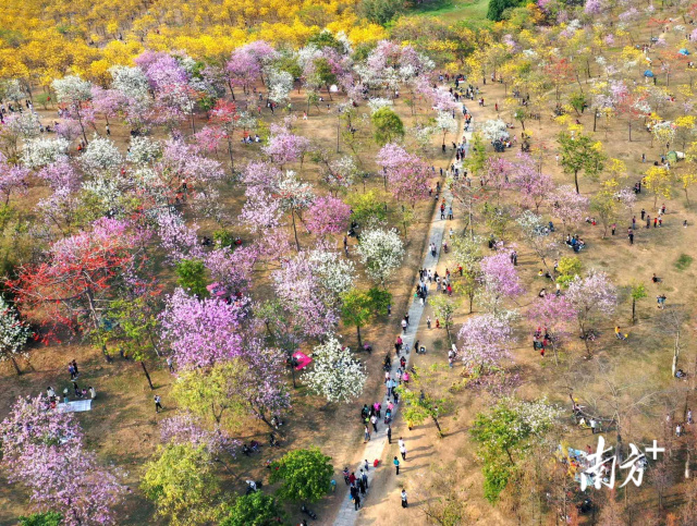 市民在松湖山花海中步行游乐 市民在松湖山花海中步行游乐