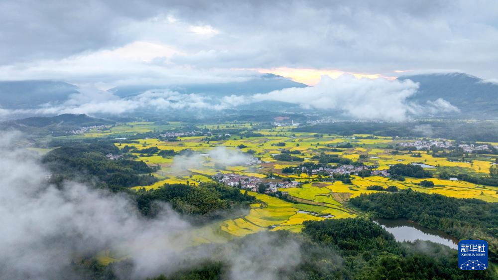 安徽省宣城市旌德县兴隆镇梯田，有着万亩“云上梯田”之称。立秋过后，连片种植的万亩水稻陆续成熟，丰收在望。新华社记者 曹力 摄
