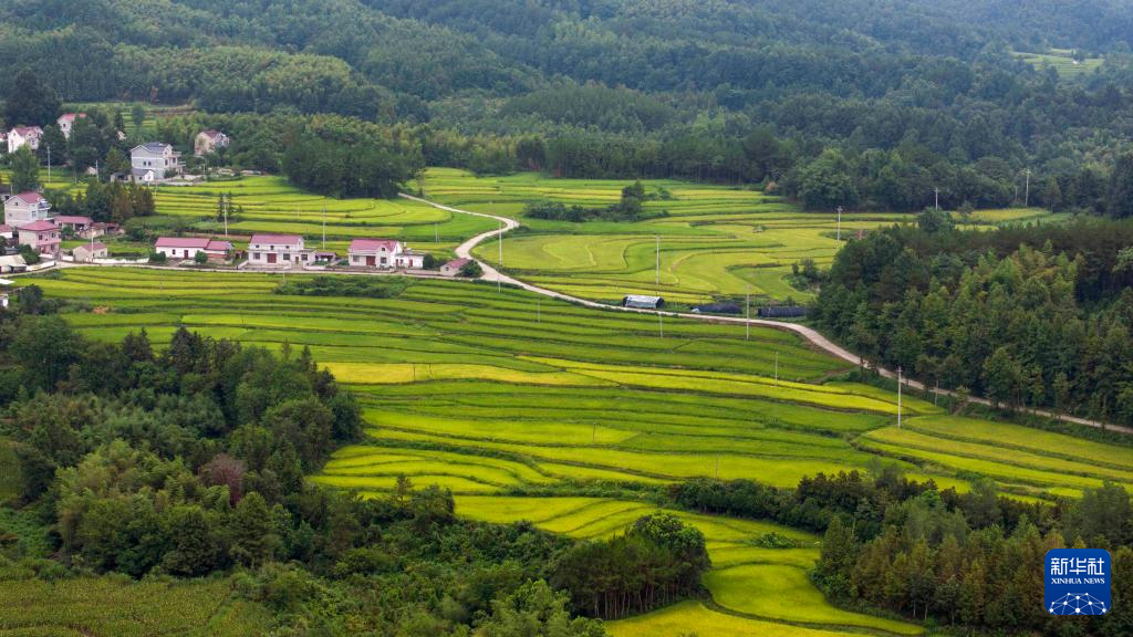 图为8月20日在兴隆镇三山村拍摄的“云上梯田”（无人机照片）。