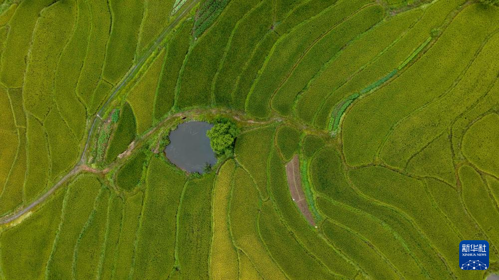 图为8月20日在兴隆镇三山村拍摄的“云上梯田”（无人机照片）。