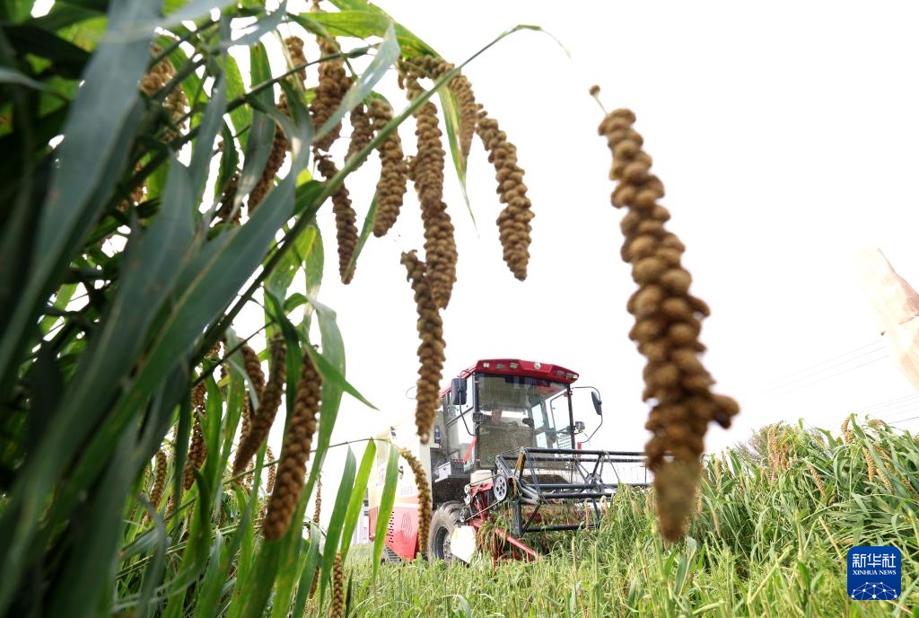 9月25日，在河北省石家庄市正定县曲阳桥乡西河村，农机手驾驶农机收获谷子。