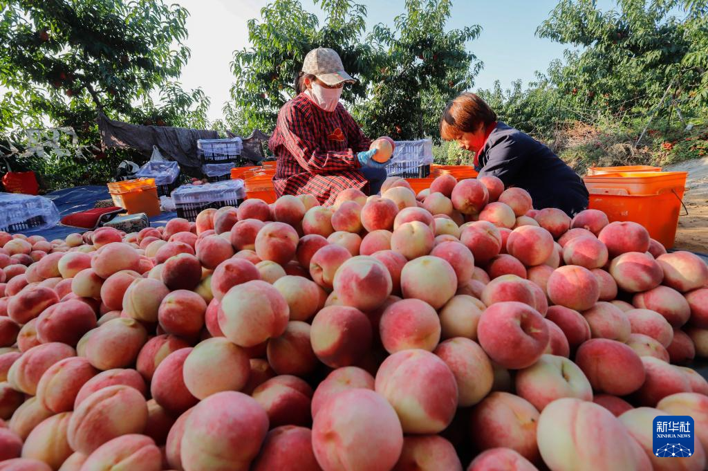 9月25日，河北省遵化市兴旺寨镇西达峪村农民在山地果园精选收获的秋桃，准备外运。