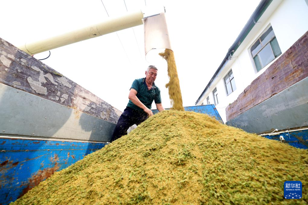 9月25日，在河北省石家庄市正定县曲阳桥乡西河村，农户将收获的谷子装车。