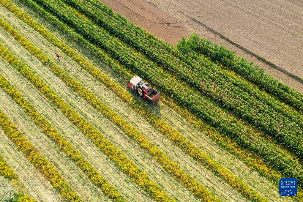 9月25日，在山东省东营市广饶县乐安街道北朱耿村的大豆玉米带状复合种植田地里，农民驾驶收割机收割玉米（无人机照片）。