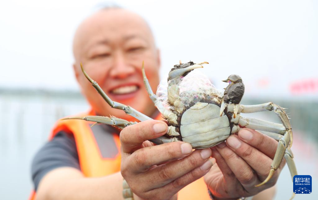 9月25日，在江苏苏州阳澄湖大闸蟹围网养殖基地内，蟹农在展示阳澄湖大闸蟹。