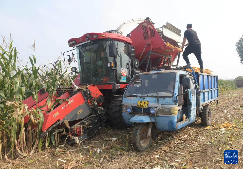 9月25日，河北省新乐市东名村农民利用大型机械收获玉米。