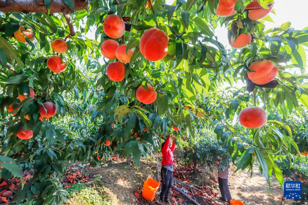 9月25日，河北省遵化市兴旺寨镇西达峪村农民在山地果园收获秋桃。
