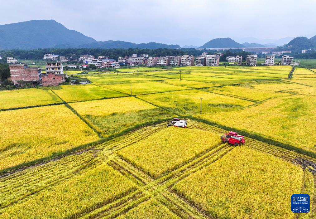 9月25日，湖南省常宁市洋泉镇洋洲村村民驾驶收割机在收割水稻（无人机照片）。

  金秋时节，我国大部分地区陆续开始了秋收，到处洋溢着丰收的喜悦。

  新华社发（周秀鱼春摄）