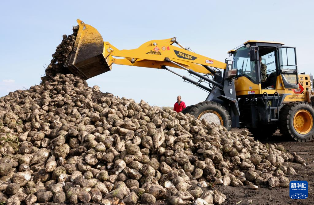 9月24日，在北大荒集团建设农场有限公司第三管理区甜菜地块，工人整理刚收获的甜菜。