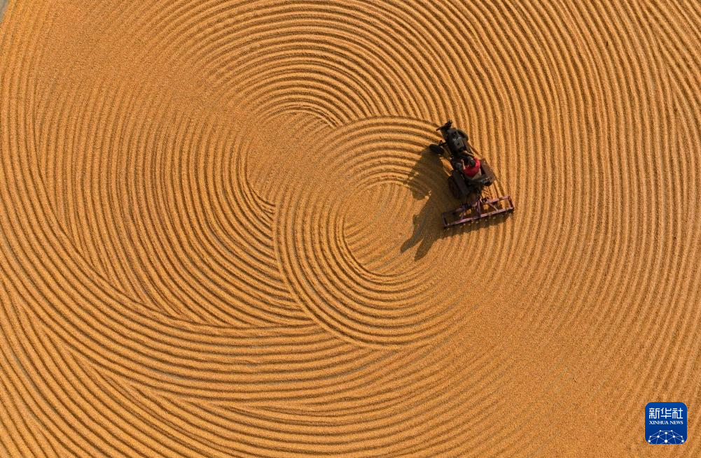 9月25日，河南省济源市克井镇农民在晾晒玉米（无人机照片）。