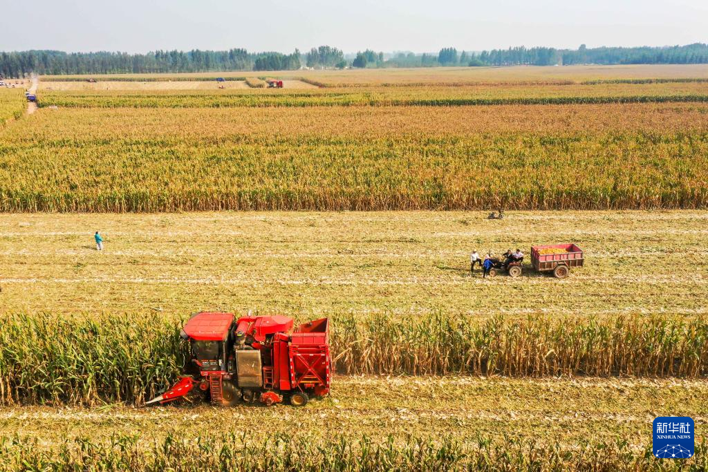 9月25日，在河南省焦作市武陟县嘉应观镇西营村的高标准农田，农民在收获玉米（无人机照片）。