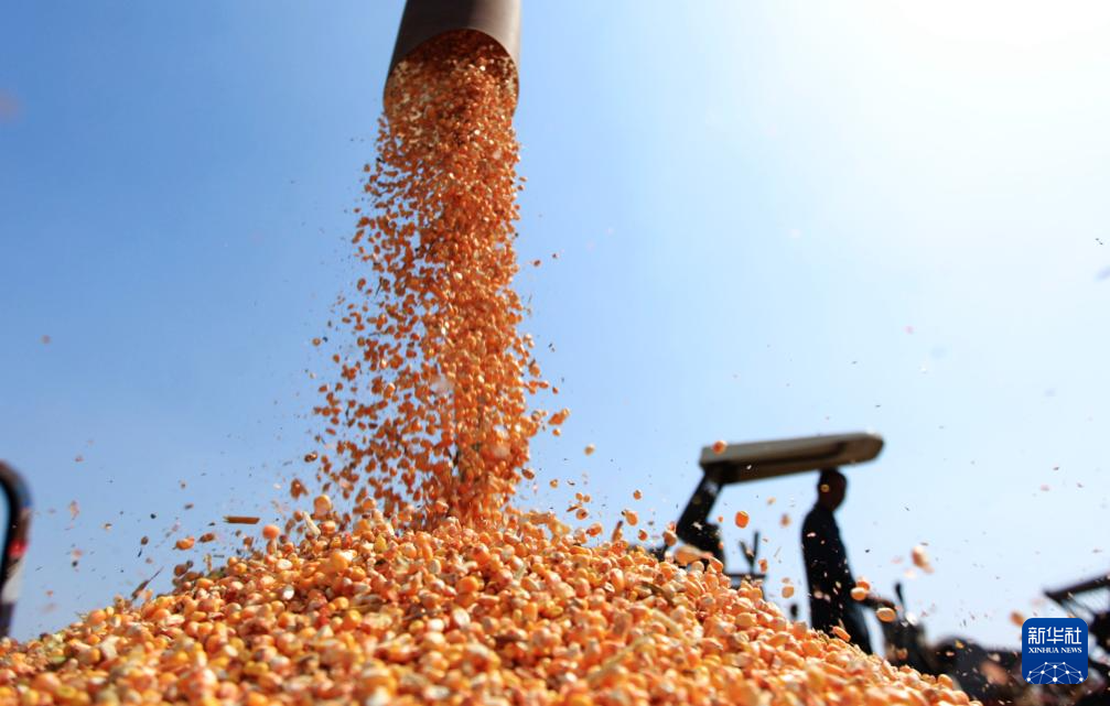 9月25日，山东省临沂市平邑县地方镇农民将收获的玉米装车。

  金秋时节，我国大部分地区陆续开始了秋收，到处洋溢着丰收的喜悦。

  新华社发（武纪全摄）