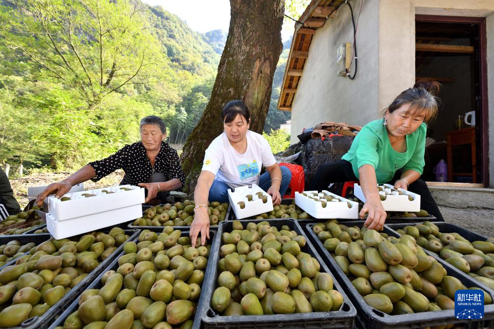 9月25日，在湖北省襄阳市保康县城关镇三道峡村红心猕猴桃种植基地，村民在分拣红心猕猴桃，准备外运销售。