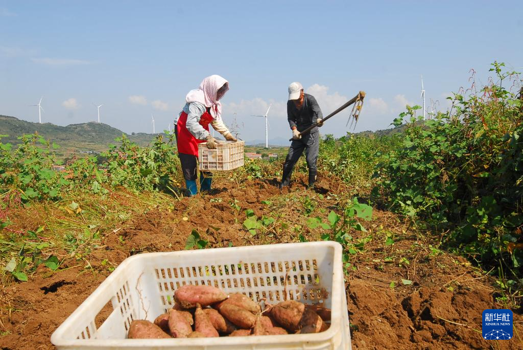 9月25日，山东省青岛市即墨区田横镇河东村农户在收获红薯。