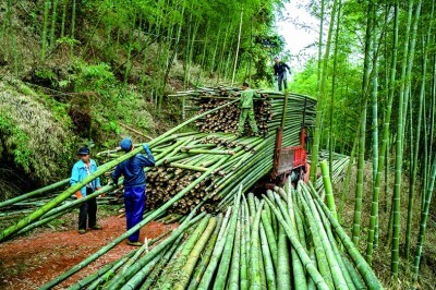 贵州赤水:无边竹海碧波涌 贵州赤水:无边竹海碧波涌